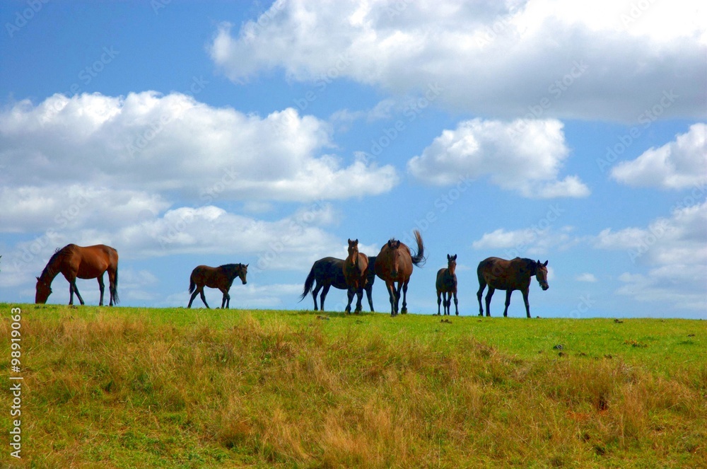 horses horses