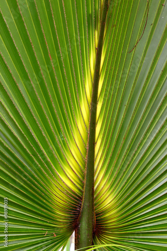 Florida Palmetto Background