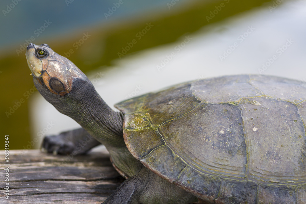 Fototapeta premium Footed tortoise in the Bolivian jungle in Rurrenabaque, Bolivia