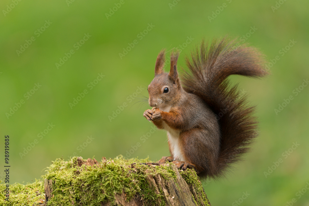Europäisches Eichhörnchen, Eurasian red squirrel, Sciurus vulg Europäisches Eichhörnchen, Eurasian red squirrel, Sciurus vulg