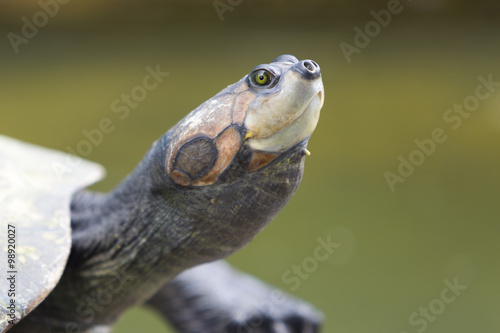 Closeup of river turtle in the Bolivian jungle (Rurrenabaque region). Bolivia
