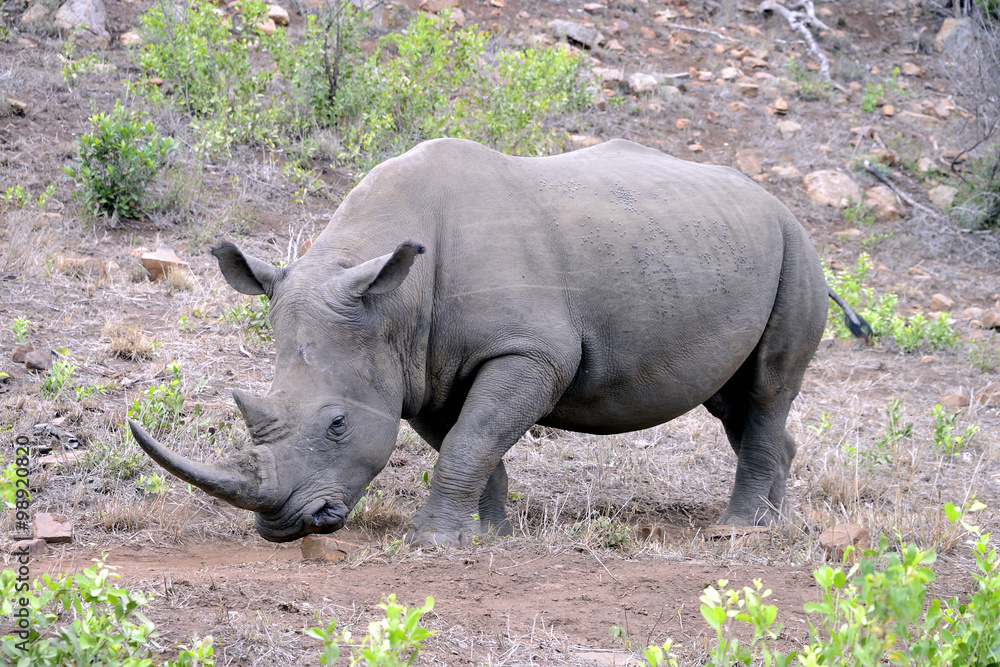 Obraz premium Rhino, Hluhluwe, South Africa