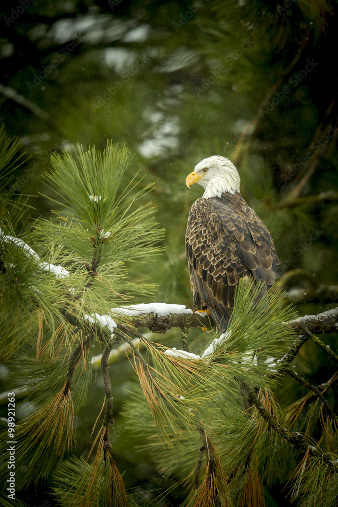 Fototapeta premium Profile view of bald eagle.