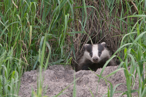 Fototapeta Naklejka Na Ścianę i Meble -  Badger comes out of the hole. European badger (Meles meles).