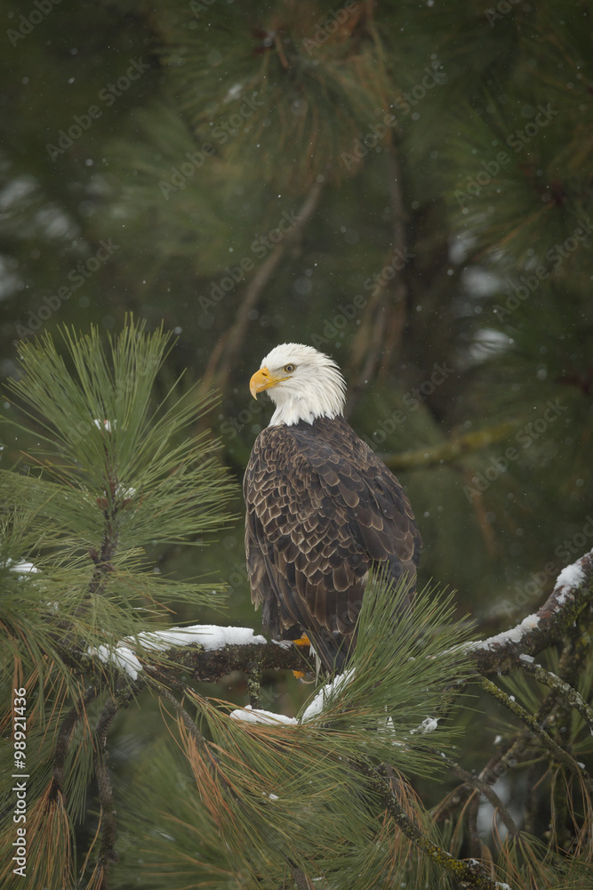 Naklejka premium Perched bald eagle.