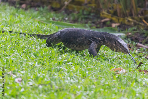 Monitor lizard (Varanus salvator) in park in  Singapore © amadeustx