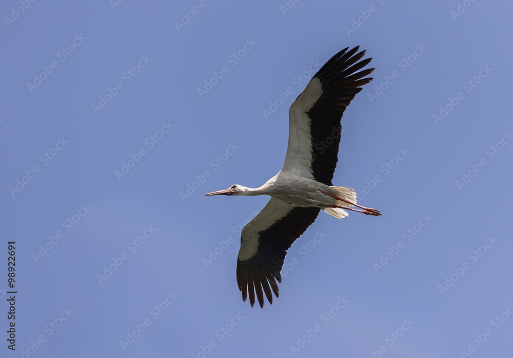 Obraz premium Flying white stork