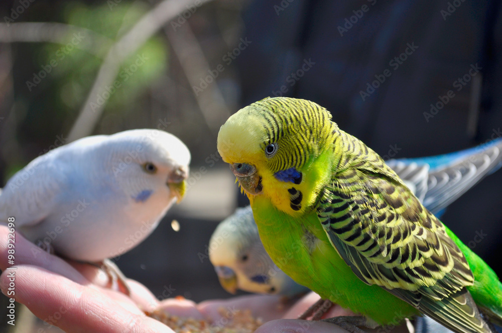 Fototapeta premium Yellow and green budgie sitting on a hand