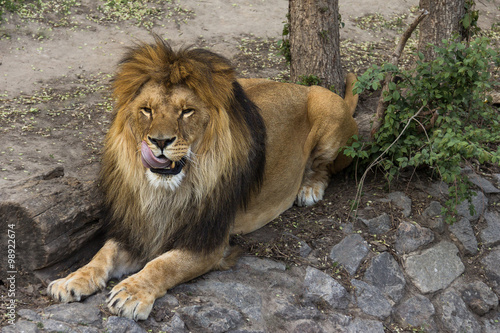 Fototapeta Naklejka Na Ścianę i Meble -  Lion male licking its lips