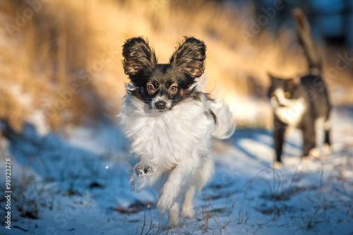 Papillon dog running in winter with a walking cat on the background