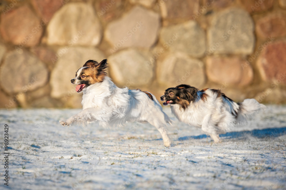 Two papillon dogs playing in winter