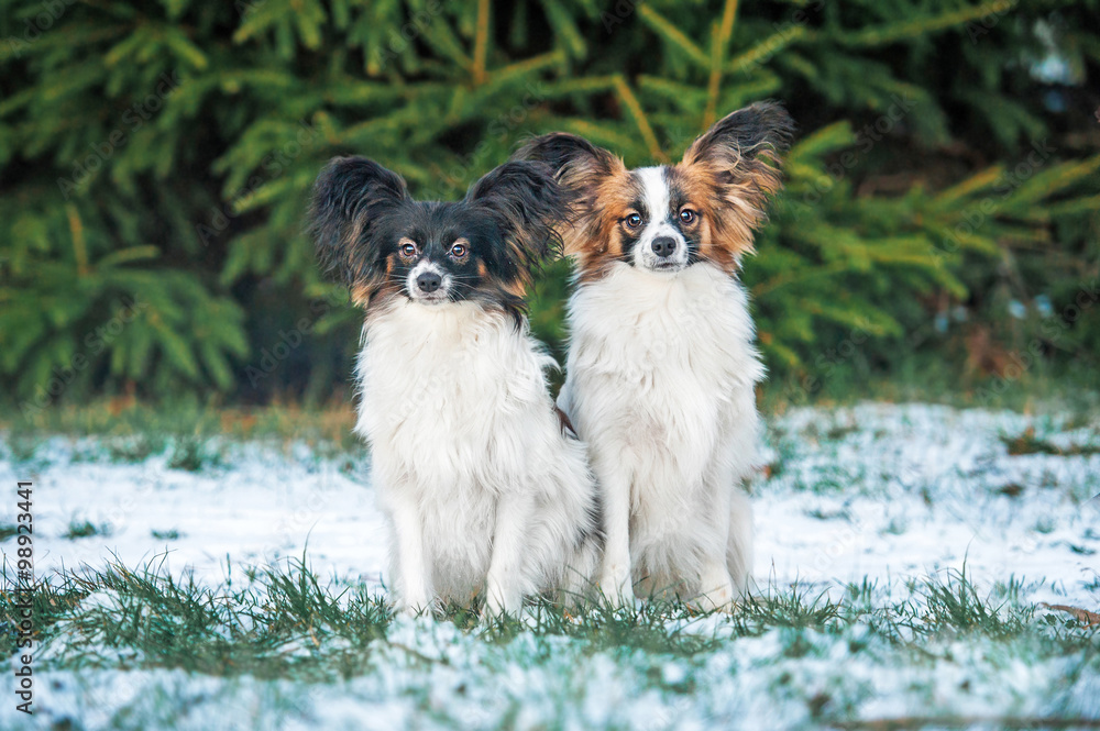 Two papillon dogs in winter