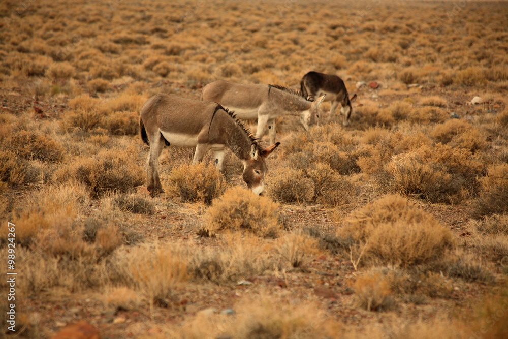 Herd of wild burros grazing in the nevada desert Herd of wild burros grazing in the nevada desert