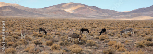 Herd of wild burros grazing in Nevada desert