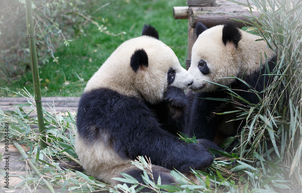 Fototapeta premium Two giant pandas