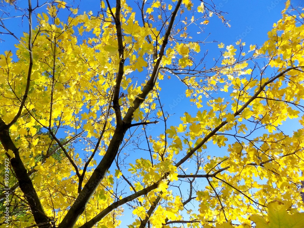 Yellow leaves on tree in autumn Yellow leaves on tree in autumn