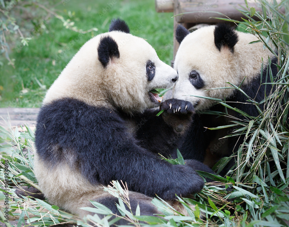 Obraz premium Two giant pandas