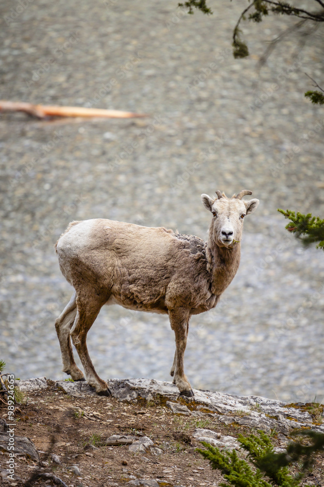 Big Horned Sheep in Banff National Park Big Horned Sheep in Banff National Park