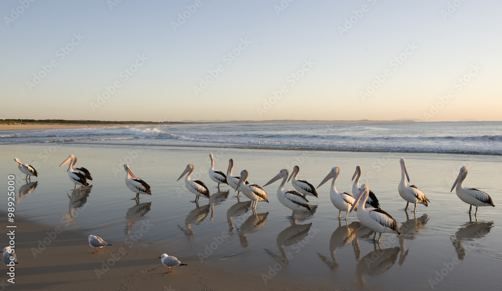 pelicans flock on Tuncurry beach, NSW,Australia at dawn.