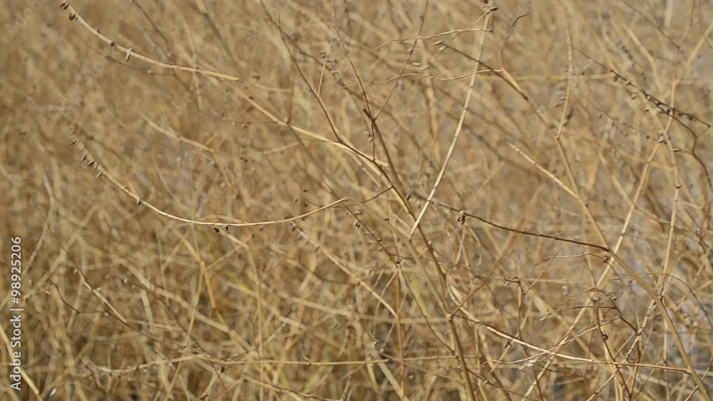 Dry bushes on a wind Dry bushes on a wind