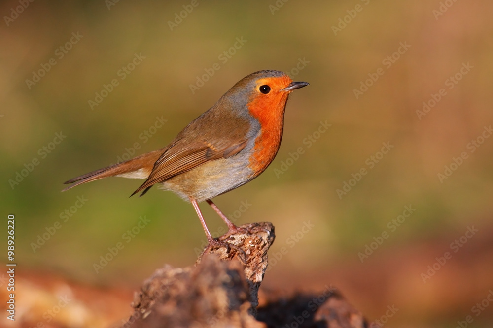 Robin bird on branch Robin bird on branch