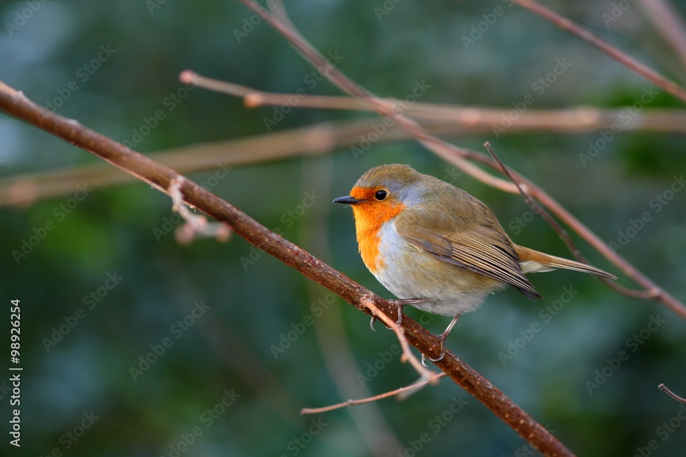 Fototapeta premium Robin bird on a branch