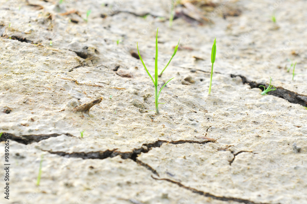 small plant survive on a drought land - survival concept small plant survive on a drought land - survival concept