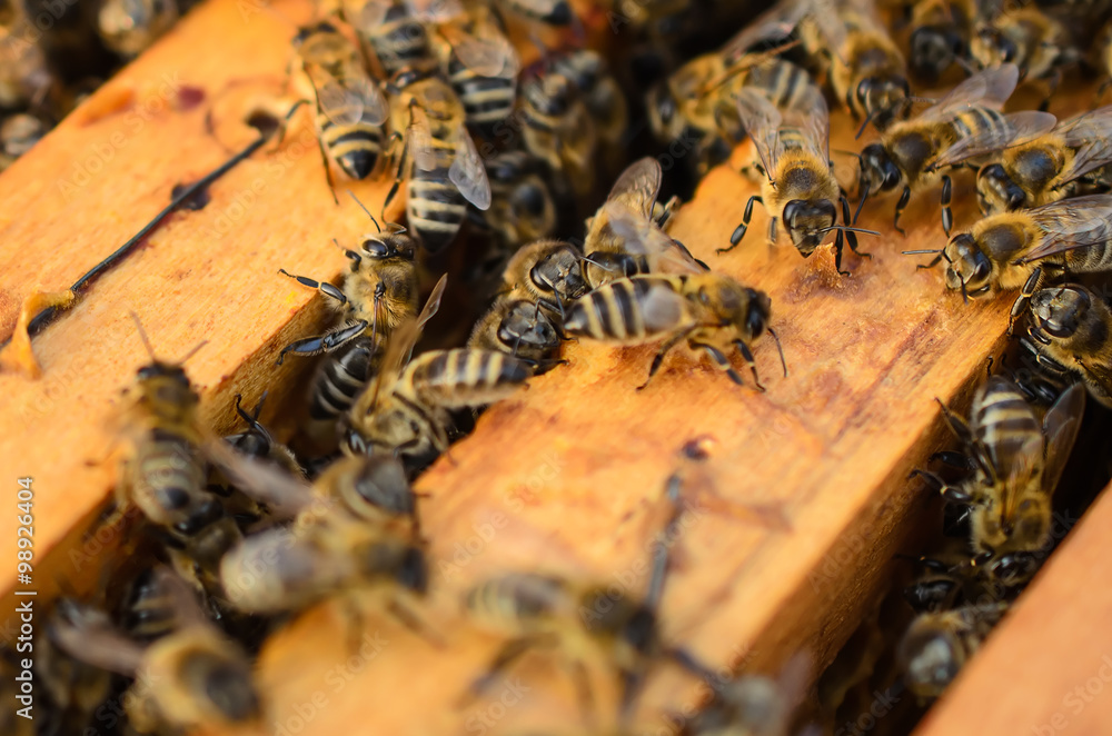Close up view of the working bees - Soft focus Close up view of the working bees - Soft focus