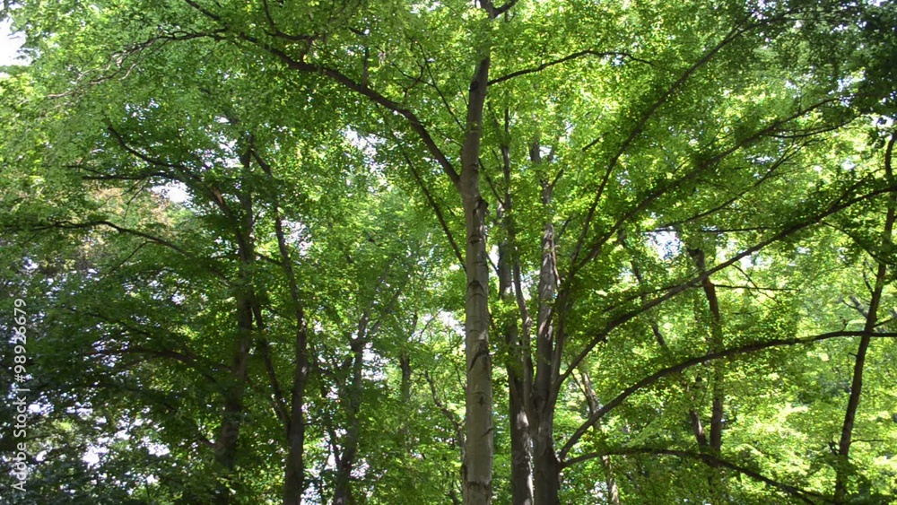 Wonderful summer wood Wonderful summer wood