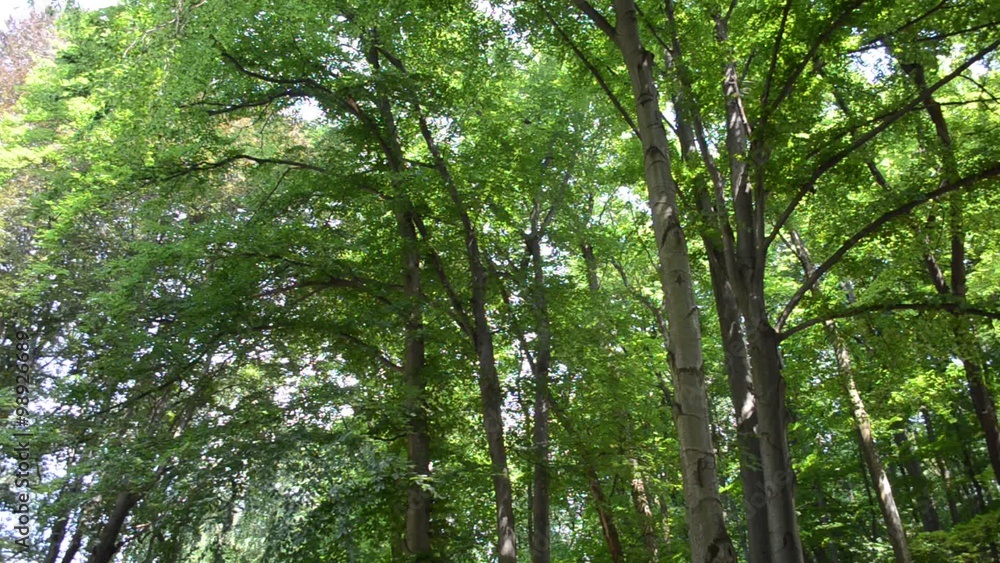 Wonderful summer wood Wonderful summer wood