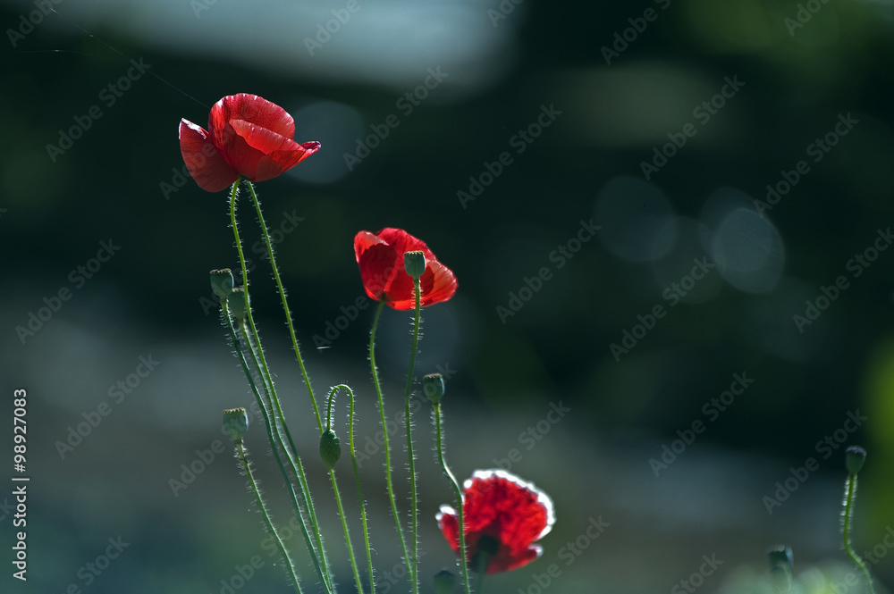 Obraz premium Oriental poppy