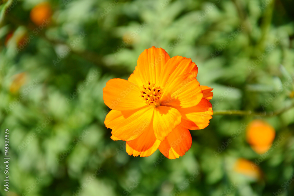 Yellow Cosmos flower in the field Yellow Cosmos flower in the field