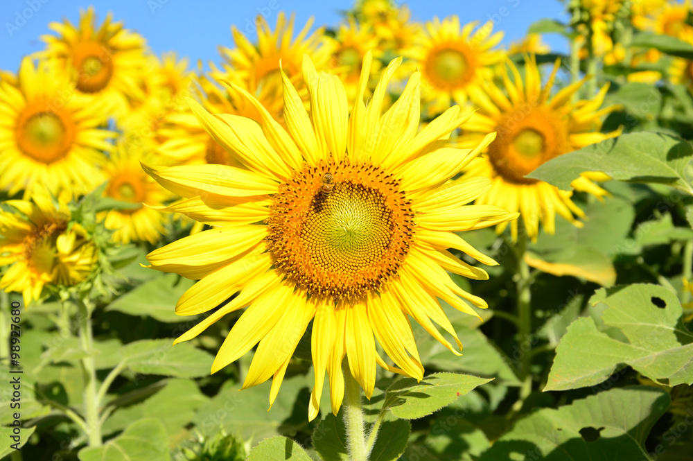 Sunflower close up in the field 