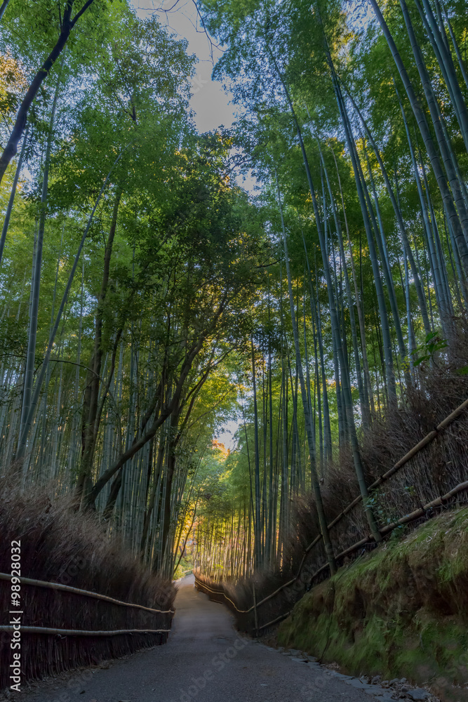Fototapeta premium 竹林 