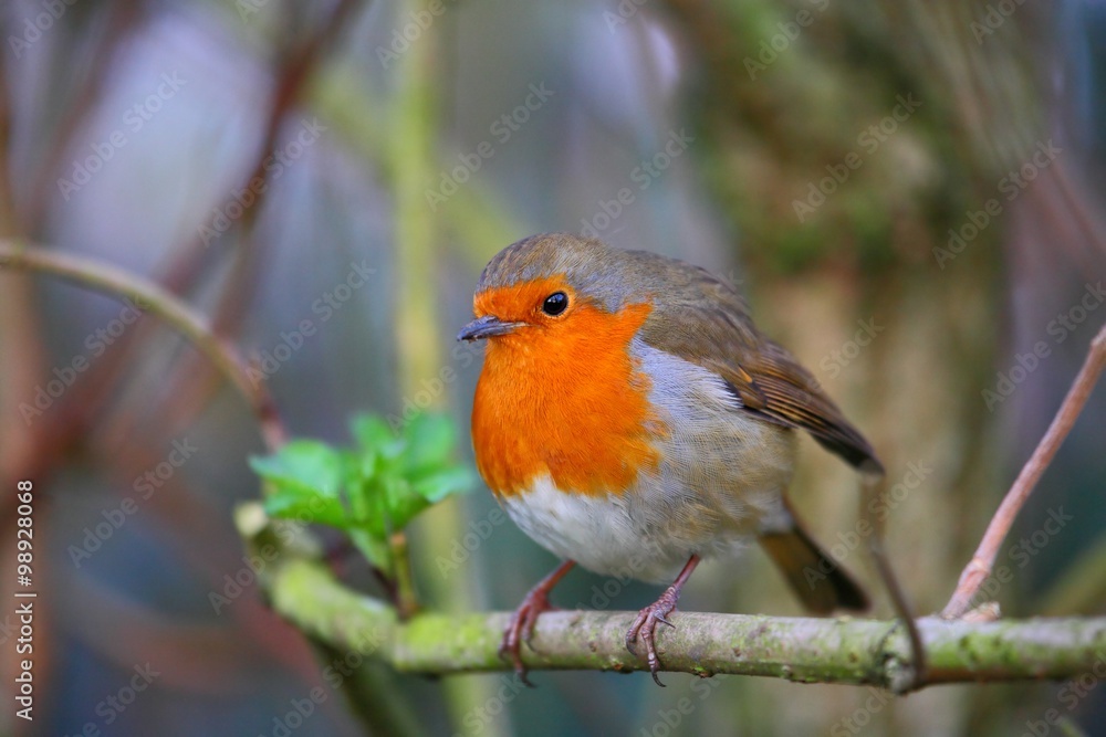 Robin bird on a branch Robin bird on a branch