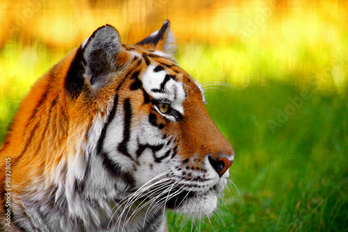 Portrait of a tiger