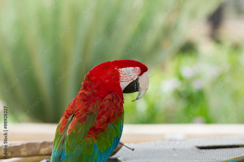Naklejka premium Macaw