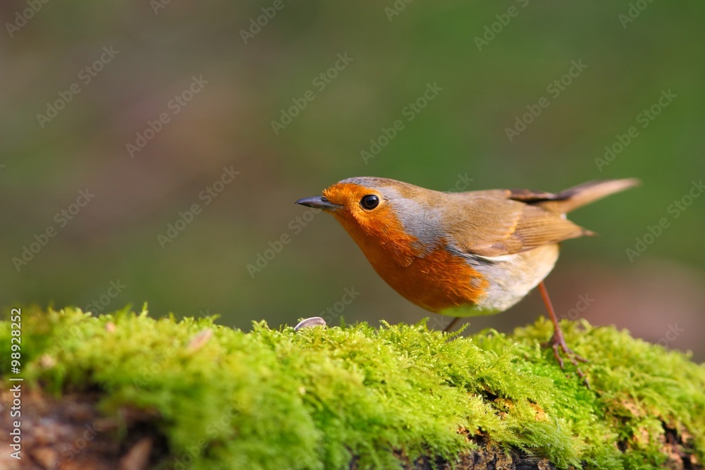 Robin bird on a branch Robin bird on a branch
