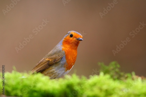 Robin bird on a branch © tomatito26