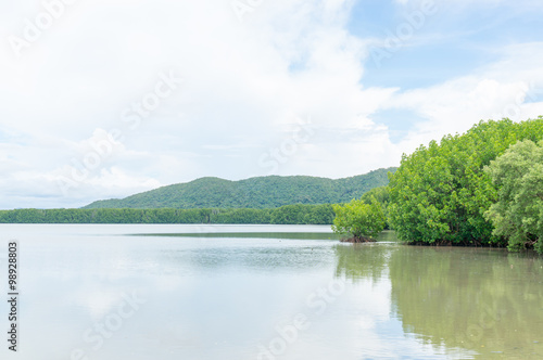 Mangrove forest in Kung Krabaen Bay Chanthaburi Province, Thailand
 photo