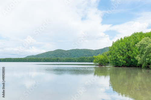 Mangrove forest in Kung Krabaen Bay Chanthaburi Province, Thailand 