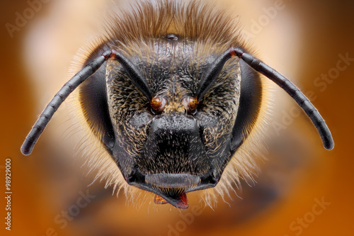 Sharp and detailed study of bee head taken with macro objective stacked from many shots into one photo