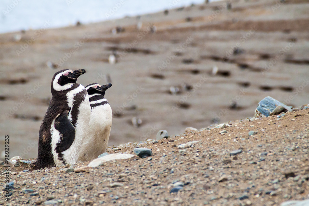 Fototapeta premium Colony of Magellanic Penguins (Spheniscus magellanicus) on Isla Magdalena in the Strait of Magellan, Chile.