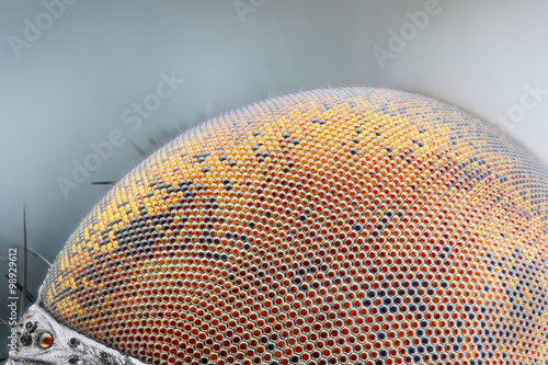Sharp and detailed dried dead fly compound eye surface at extreme magnification taken with microscope objective 