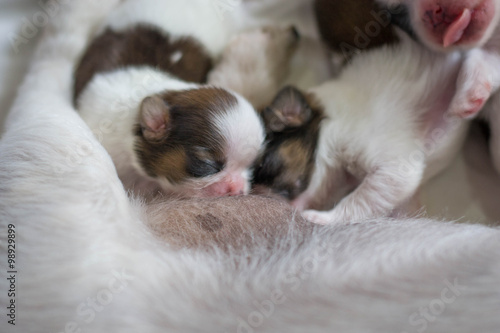 Shih Tzu puppies are breastfeeding