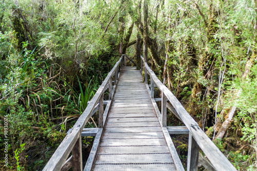 Boardwalk on a trekking trail in a forest in National Park Chiloe  Chile