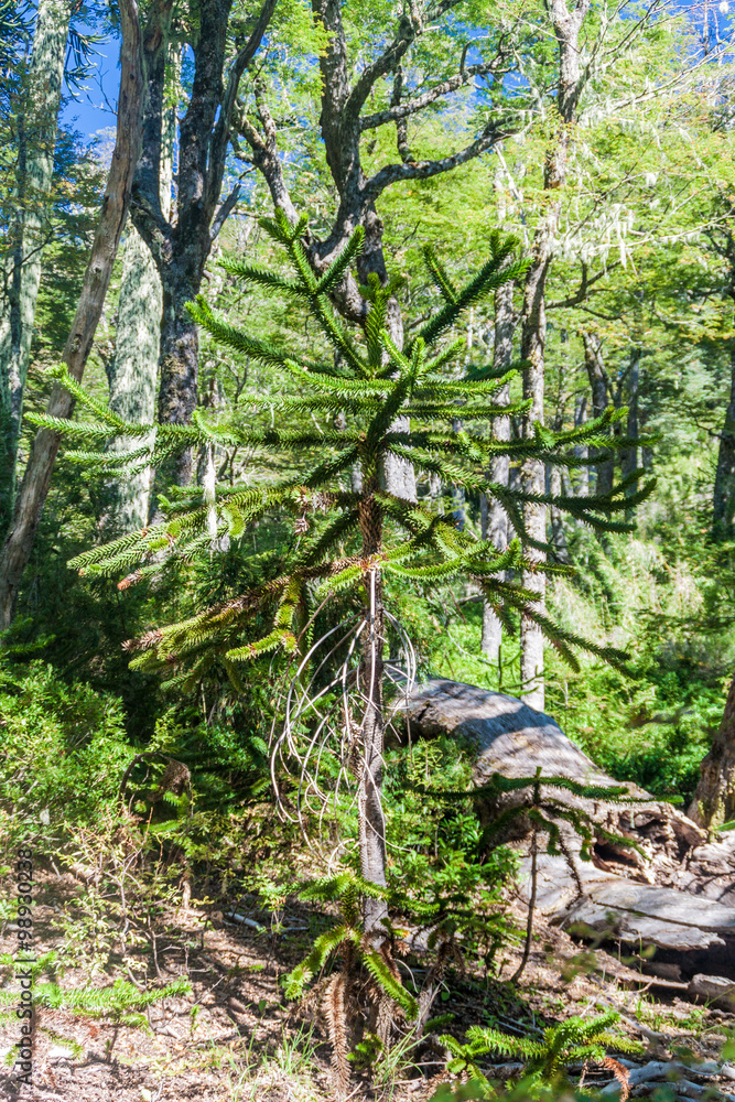 Obraz premium Araucaria tree in National Park Huerquehue, Chile. The tree is called Araucaria araucana (commonly: monkey puzzle tree, monkey tail tree, Chilean pine)