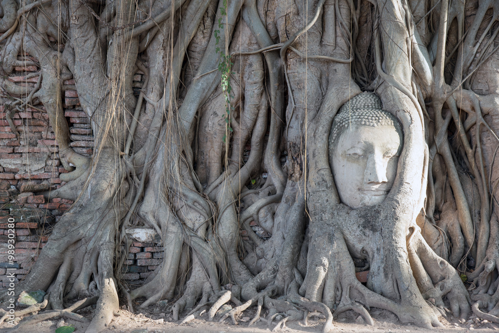 Amazing Buddha head in the trees old temple in Thailand.