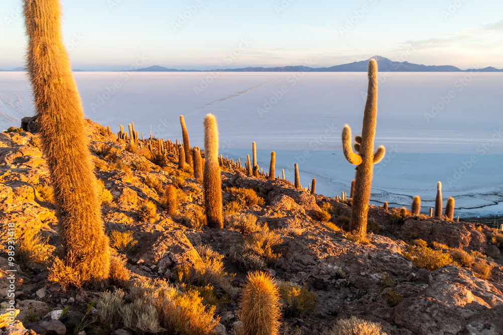 Isla Incahuasi (Isla del Pescado) in the middle of the world's biggest salt plain Salar de Uyuni, Bolivia. Island is covered in Trichoreus cactus. Isla Incahuasi (Isla del Pescado) in the middle of the world's biggest salt plain Salar de Uyuni, Bolivia. Island is covered in Trichoreus cactus.