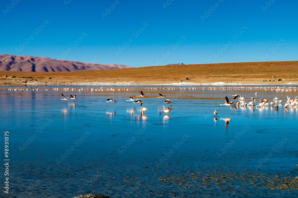 Laguna Collpa lake in Reserva Nacional de Fauna Andina Eduardo Avaroa protected area is full of flamingos, Bolivia